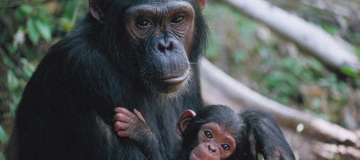 1 Day Ngamba Island Chimpanzee Trip