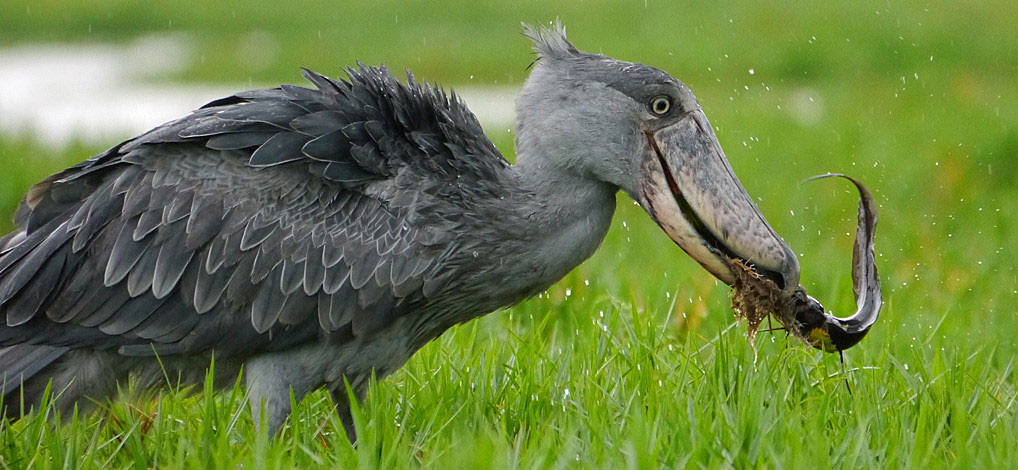 The Shoebill Stock bird in Uganda