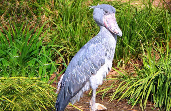 The Shoebill Stock bird in Uganda