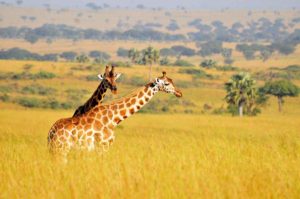 Budget Uganda safaris