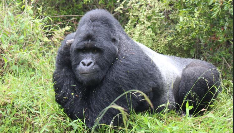 5 Reasons why you should trek Gorillas in Uganda