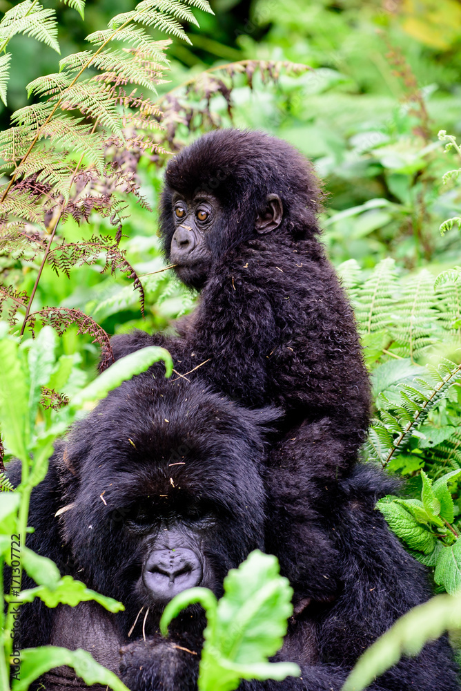 Interesting Facts about baby Gorillas