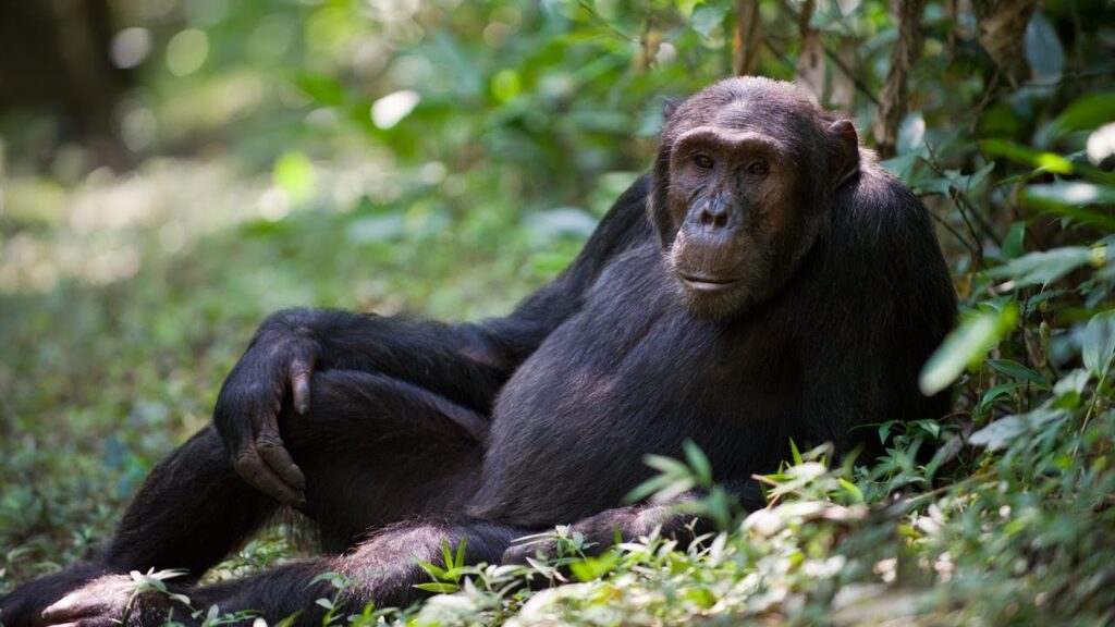 Nyungwe chimpanzee trekking