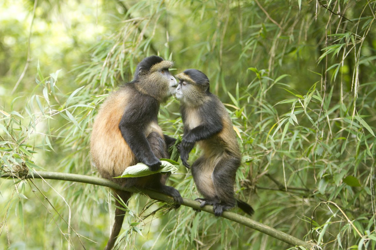 Gorilla trekking and Golden Monkey tracking Safari in Mgahinga national park