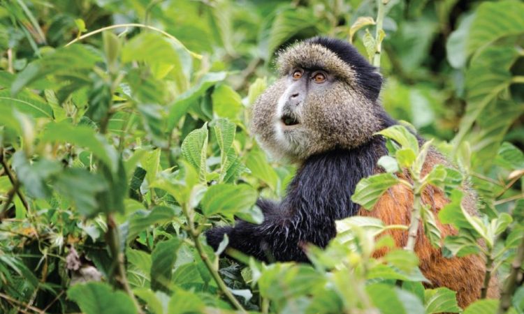 Gorilla trekking and Golden Monkey tracking Safari in Mgahinga national park