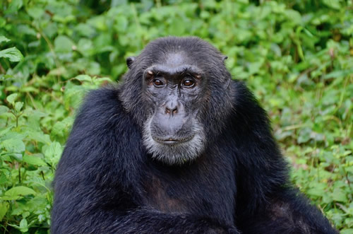 How and Where to Obtain Chimpanzee Permits in Uganda