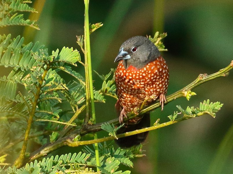 Birding in Uganda