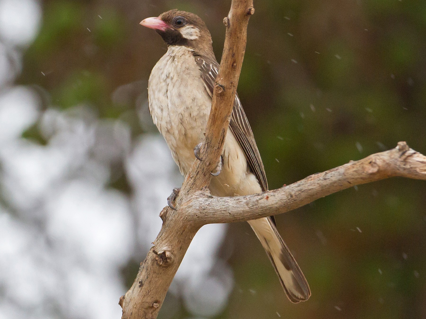 Birding in Uganda