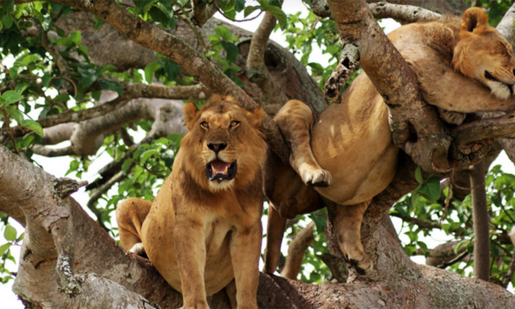 Ishasha tree climbing lions