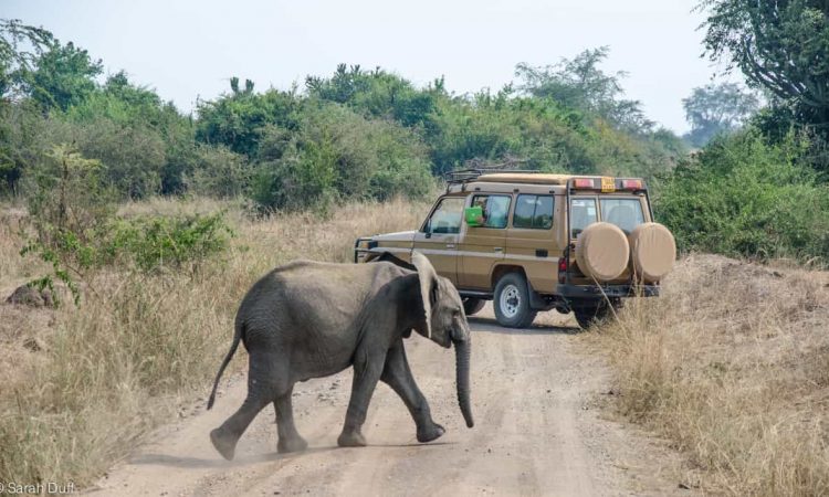 Activities in Murchison falls national park