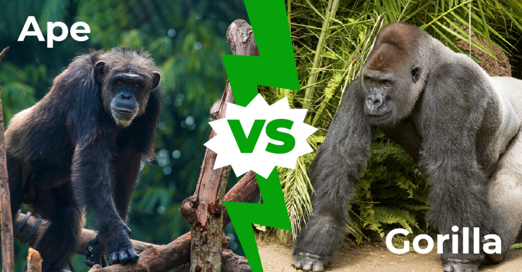 Difference between gorillas and chimpanzees | Gorilla tours | Chimp Tours