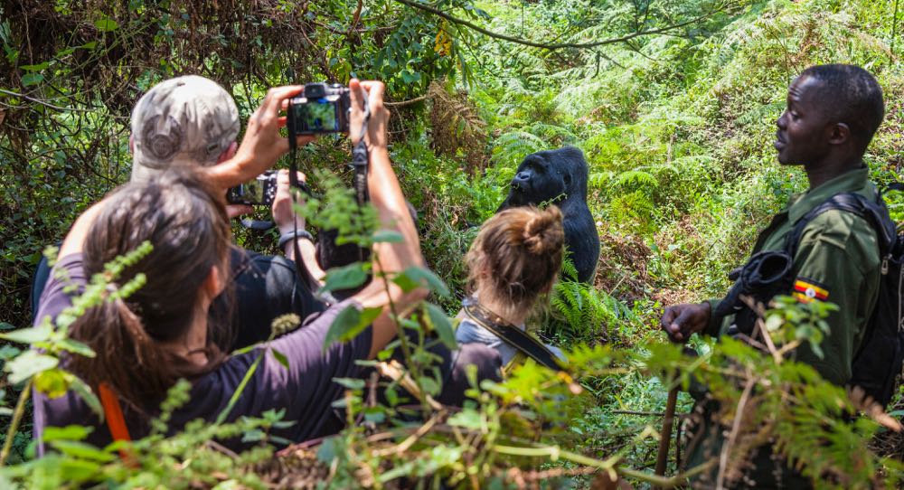 Gorilla habituation experience in Uganda