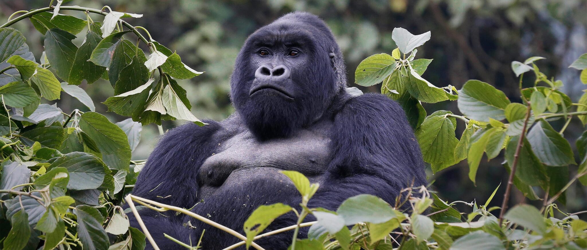 Are gorillas endangered Mountain Gorillas Gorilla Tours