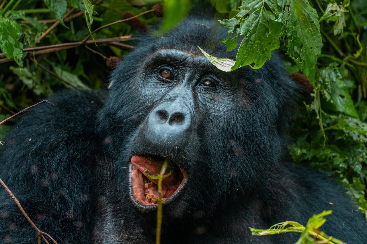 gorilla trekking in Uganda