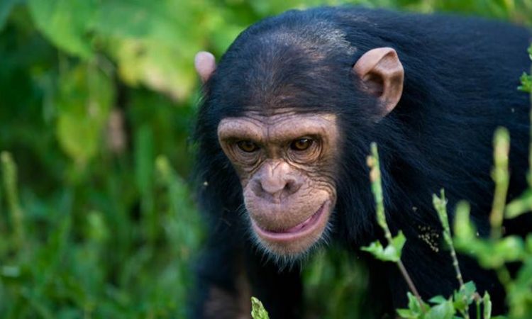 Nyungwe chimpanzee trekking