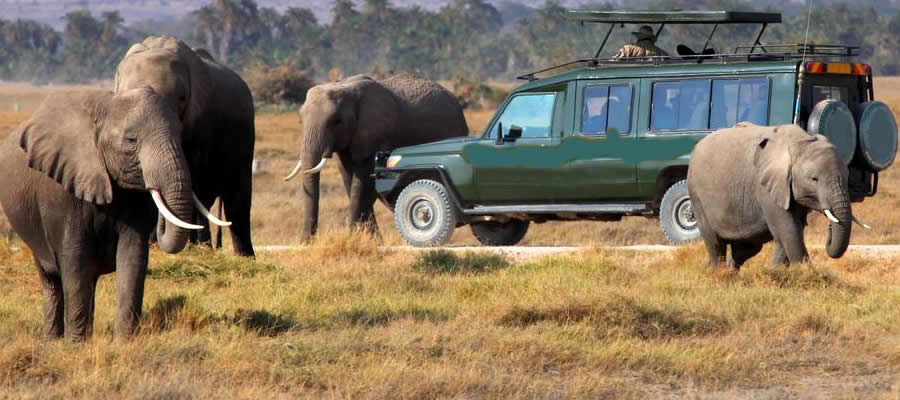 Uganda safari