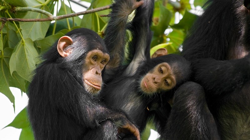 trekking chimpanzees in Uganda