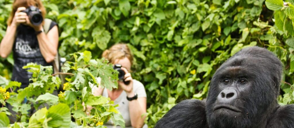 gorillas in Rwanda