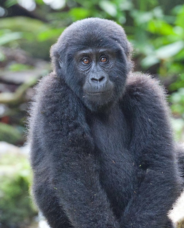 gorillas in Rwanda