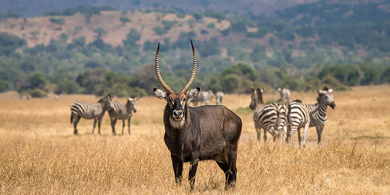 Rwanda safari