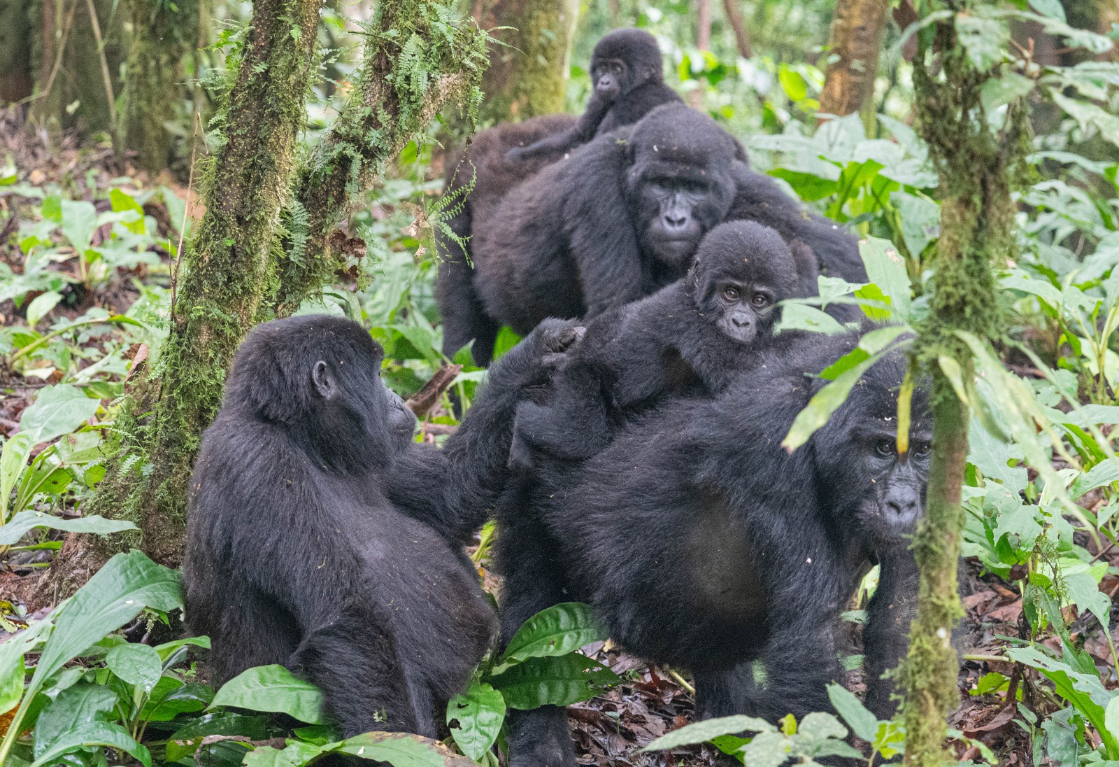 Gorillas of Bwindi