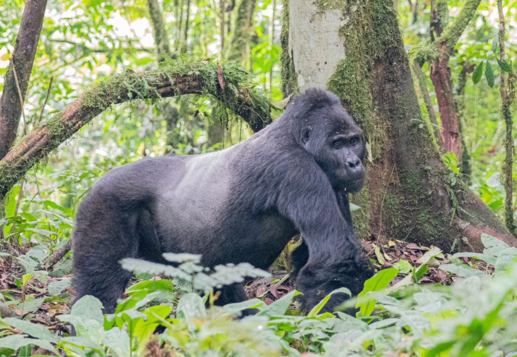 Bwindi gorilla trekking Uganda