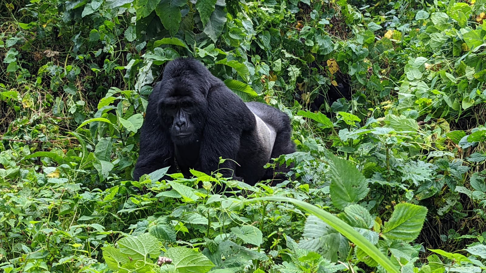 Bwindi gorilla