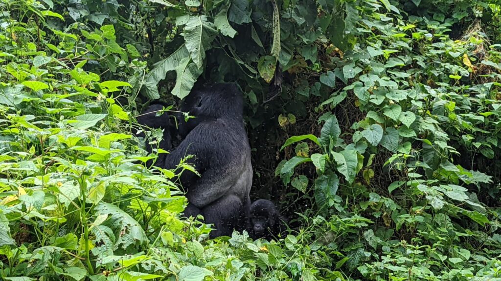 Bwindi safari