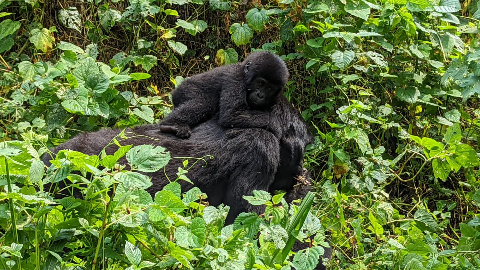 safaris in Rwanda