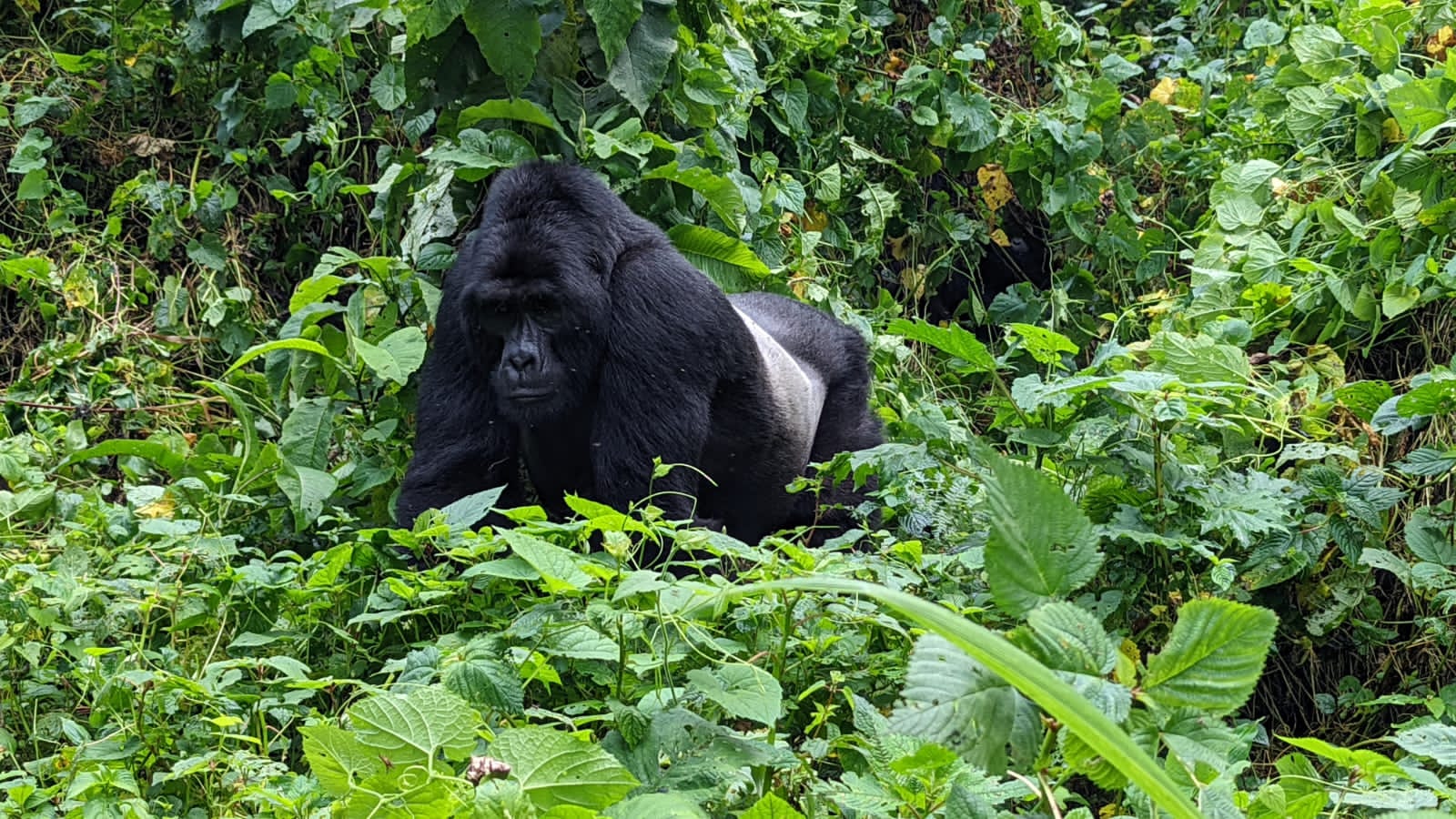 gorilla trekking in Volcanoes national park