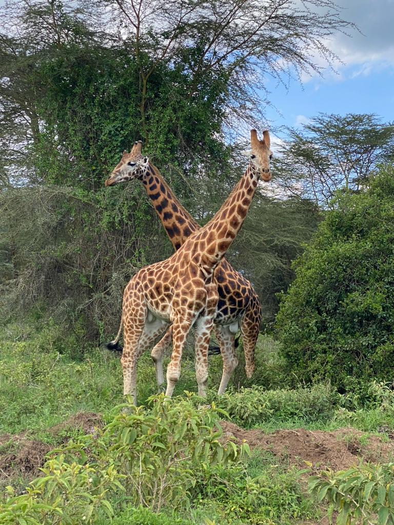 wildlife in Murchison falls national park