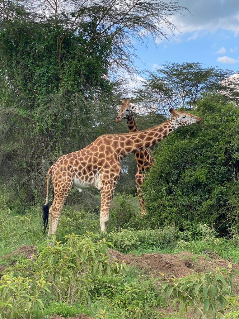 safari in Uganda